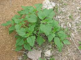 Attēlu rezultāti vaicājumam “Helianthus annuus fruit”