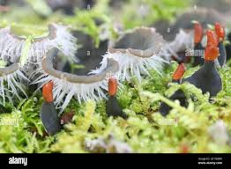 Attēlu rezultāti vaicājumam “Peltigera canina”