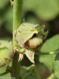 Attēlu rezultāti vaicājumam “Alcea rosea bud”