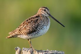 Attēlu rezultāti vaicājumam “Gallinago gallinago eggs”