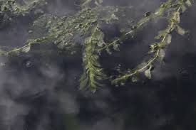 Attēlu rezultāti vaicājumam “Potamogeton perfoliatus”