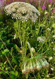 Attēlu rezultāti vaicājumam “Daucus sativus flower”