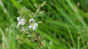 Image result for Euphrasia stricta