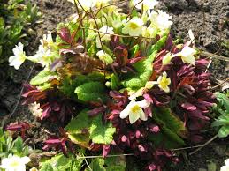 Attēlu rezultāti vaicājumam “Leucojum vernum var. carpathicum”