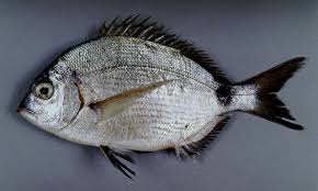 Image result for Diplodus capensis