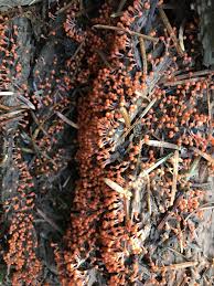 Attēlu rezultāti vaicājumam “Hemitrichia decipiens spores”