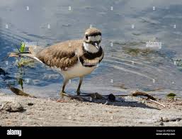 Image result for Charadrius vociferus