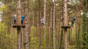 Image result for Go Ape! Grizedale