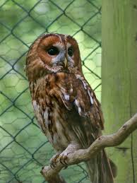 Image result for Strix aluco