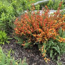 Attēlu rezultāti vaicājumam “Cytisus scoparius flower”
