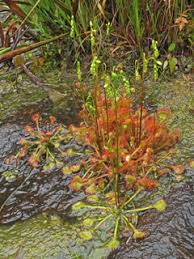 Attēlu rezultāti vaicājumam “Drosera rotundifolia flower”