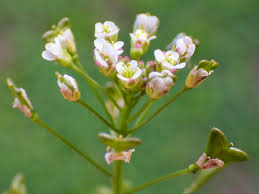 Attēlu rezultāti vaicājumam “Capsella bursa-pastoris flower”