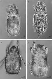 Attēlu rezultāti vaicājumam “Acari”