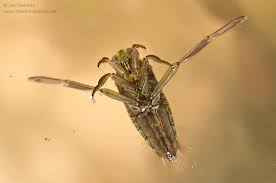 Attēlu rezultāti vaicājumam “Notonecta glauca”