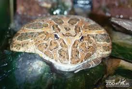 Image result for Ceratophrys ornata