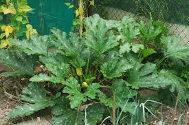 Attēlu rezultāti vaicājumam “Cucurbita pepo leaf”
