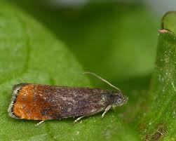 Attēlu rezultāti vaicājumam “Pammene rhediella”