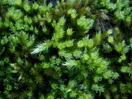 Attēlu rezultāti vaicājumam “Homalothecium sericeum”