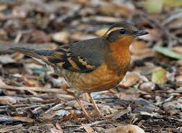 Image result for Ixoreus naevius