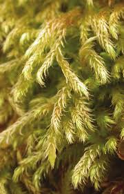 Attēlu rezultāti vaicājumam “Brachytheciastrum velutinum”