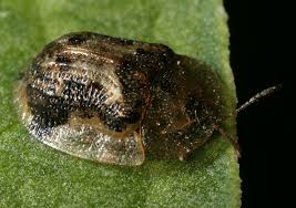 Attēlu rezultāti vaicājumam “Cassida”