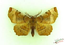 Attēlu rezultāti vaicājumam “Selenia tetralunaria”