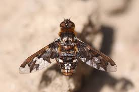 Attēlu rezultāti vaicājumam “Exoprosopa capucina”