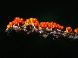 Attēlu rezultāti vaicājumam “Fuligo luteonitens macro”