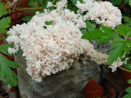 Attēlu rezultāti vaicājumam “Fuligo candida”