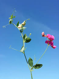 Attēlu rezultāti vaicājumam “Lathyrus tuberosus leaf”
