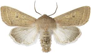 Attēlu rezultāti vaicājumam “Orthosia gracilis”