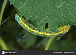 Attēlu rezultāti vaicājumam “Pheosia tremula”