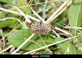 Attēlu rezultāti vaicājumam “Carterocephalus palaemon upperside”