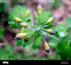 Attēlu rezultāti vaicājumam “Chelidonium majus bud”