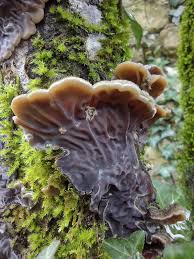 Attēlu rezultāti vaicājumam “Auricularia mesenterica”