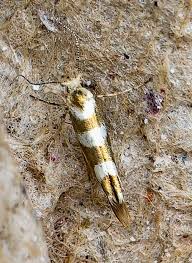 Attēlu rezultāti vaicājumam “Argyresthia goedartella”