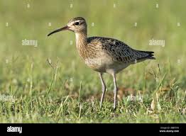Image result for Numenius minutus
