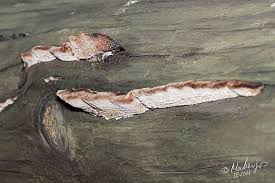 Attēlu rezultāti vaicājumam “Gloeophyllum trabeum”