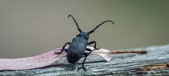 Attēlu rezultāti vaicājumam “Lamia textor”