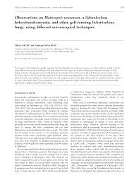 Attēlu rezultāti vaicājumam “Biatoropsis usnearum”