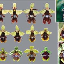 Attēlu rezultāti vaicājumam “Ophrys insectifera leaf”