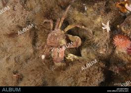 Image result for Hyas coarctatus