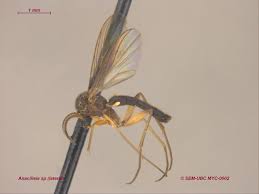 Attēlu rezultāti vaicājumam “Phronia sp.”