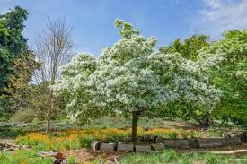 Attēlu rezultāti vaicājumam “Chionanthus virginicus”