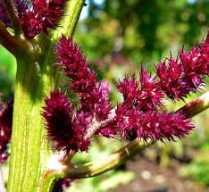 Attēlu rezultāti vaicājumam “Amaranthaceae”