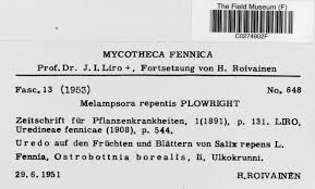 Attēlu rezultāti vaicājumam “Sphacelotheca hydropiperis”