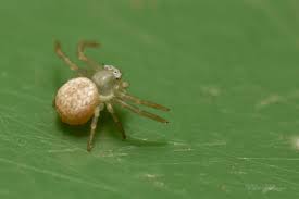 Attēlu rezultāti vaicājumam “Diaea dorsata female”