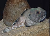 Image result for Myzopsetta ferruginea