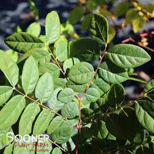 Attēlu rezultāti vaicājumam “Gymnocladus dioicus leaf”