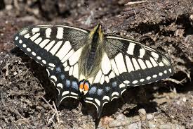 Attēlu rezultāti vaicājumam “Papilio machaon”